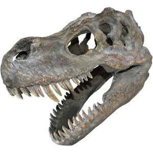 Tyrannosaurus Rex Skull Small B/strap Nemesis Now D0782C4